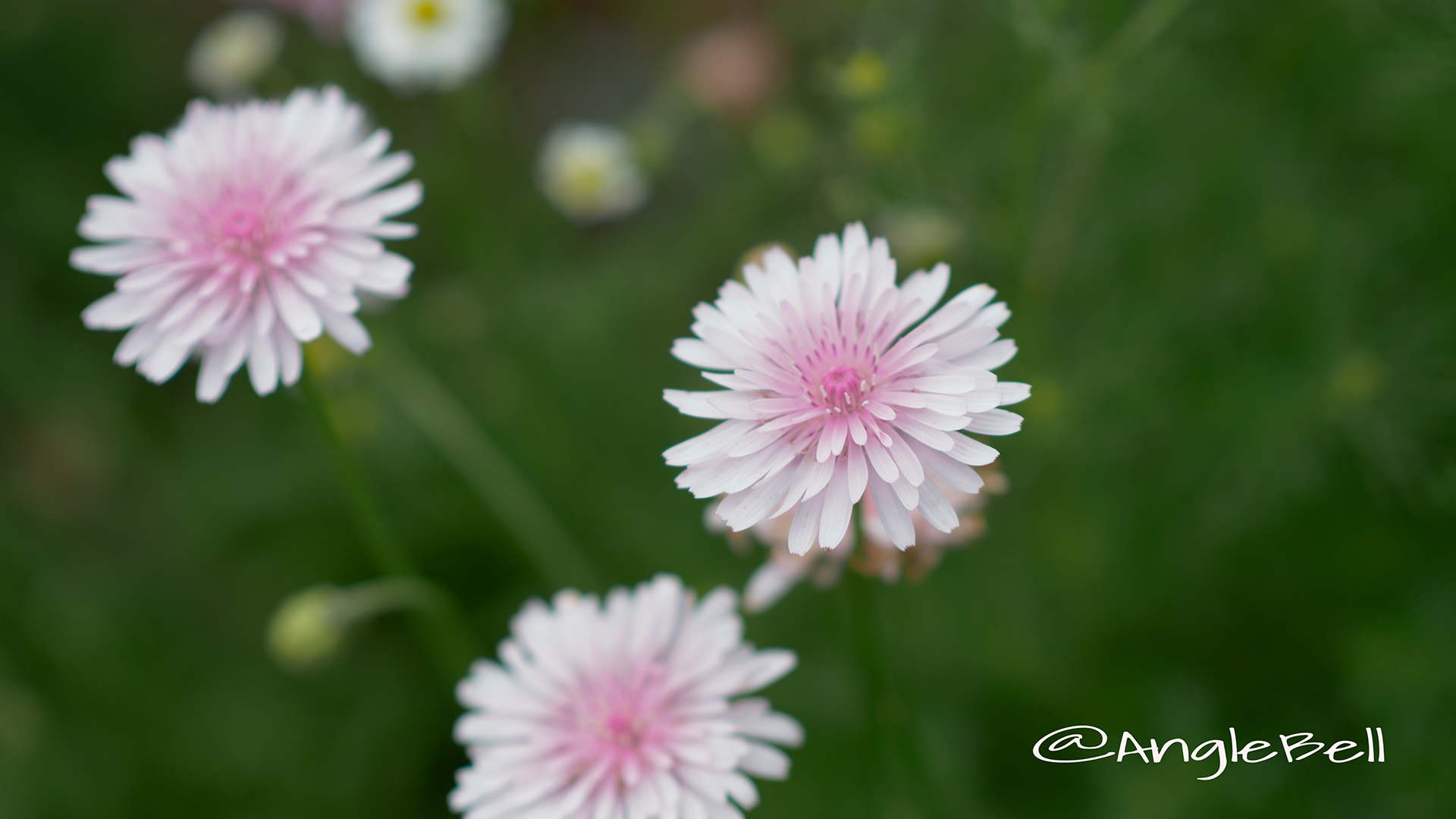 ビデンス ウインターコスモス Anglebell Flowers