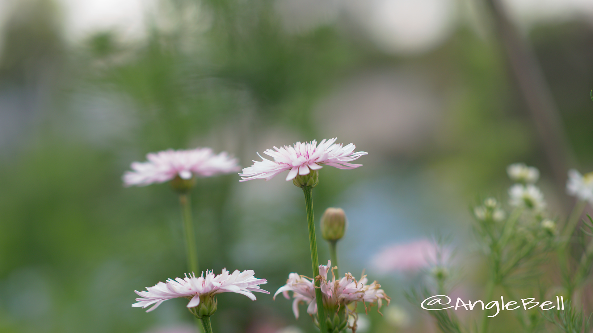 ビデンス ウインターコスモス Flower Photo2