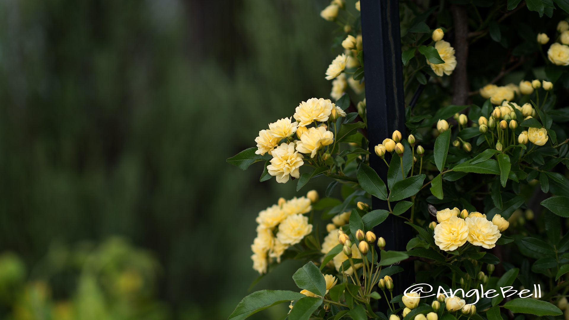 モッコウバラ 木香薔薇