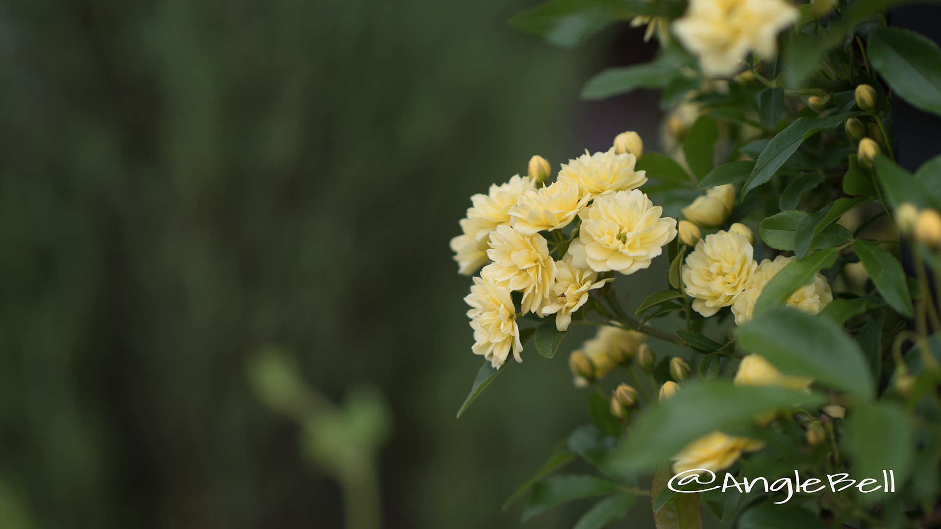 モッコウバラ 木香薔薇 Flower Photo2