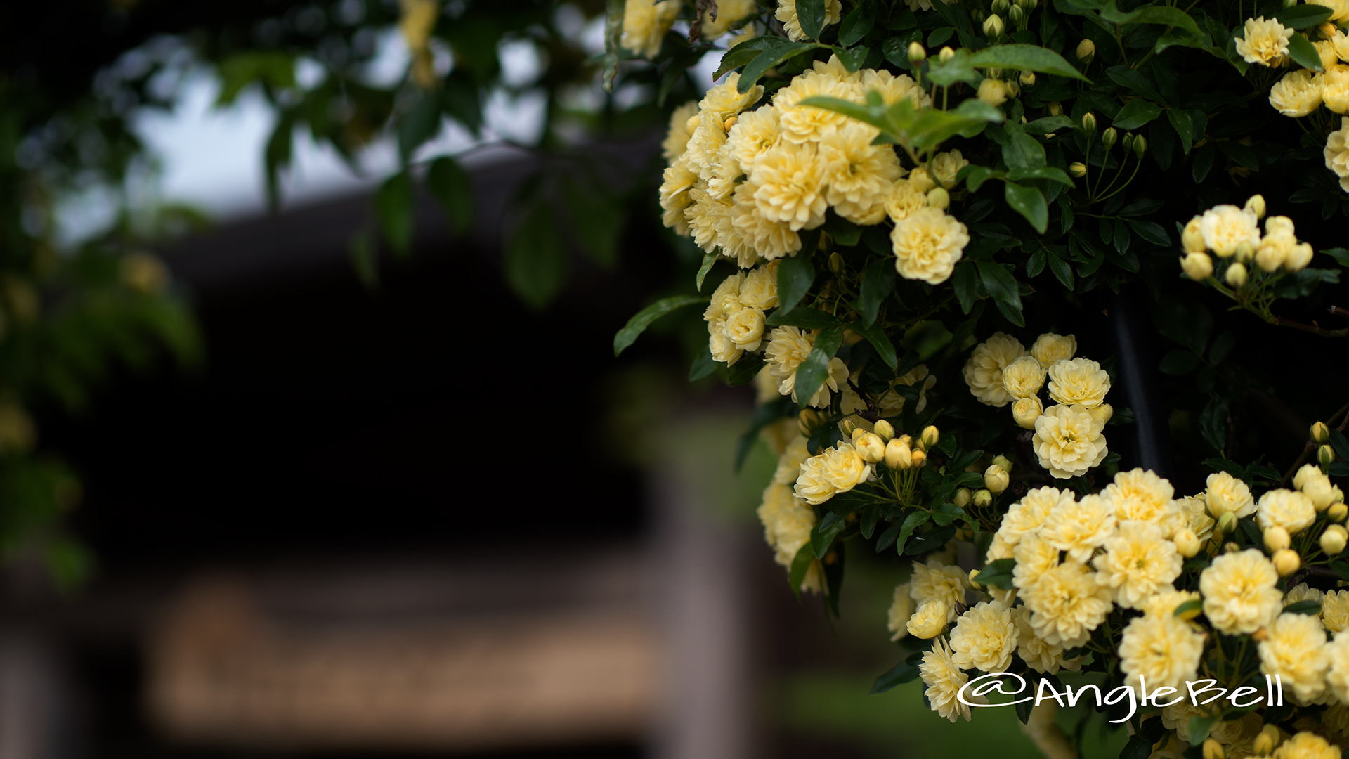 モッコウバラ 木香薔薇 Flower Photo3