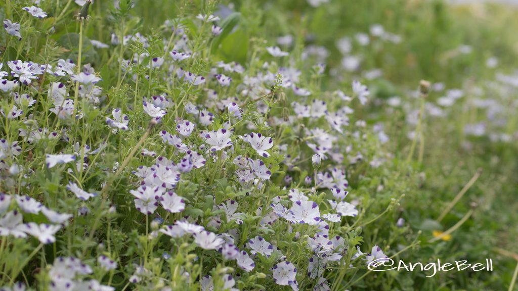 ネモフィラ・マキュラータ Flower Photo1