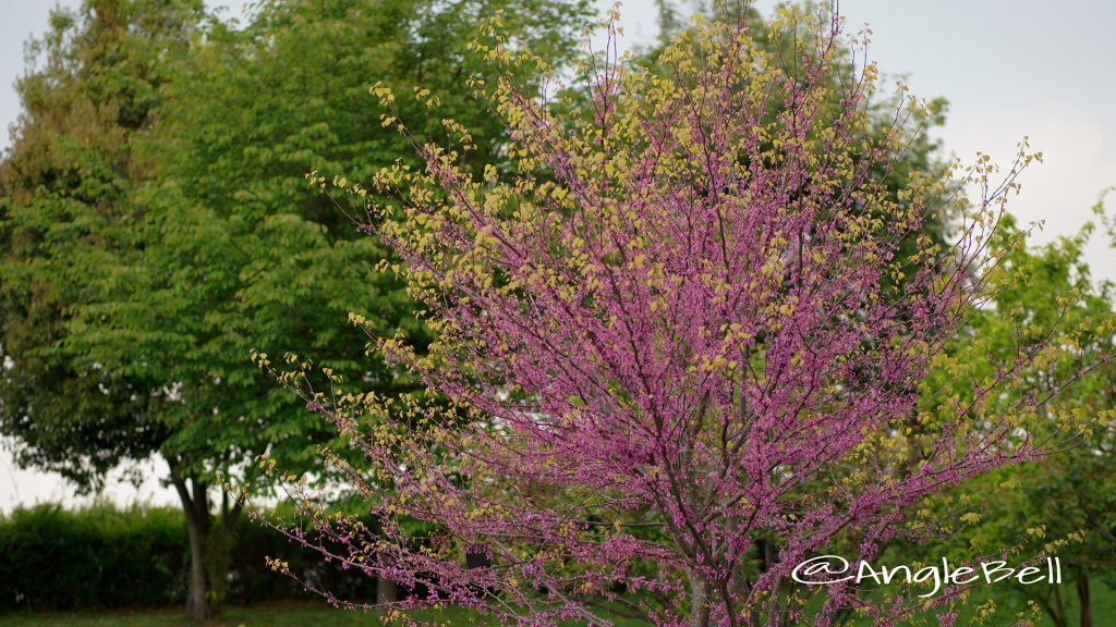 アメリカハナズオウ ハートオブゴールド Flower Photo1
