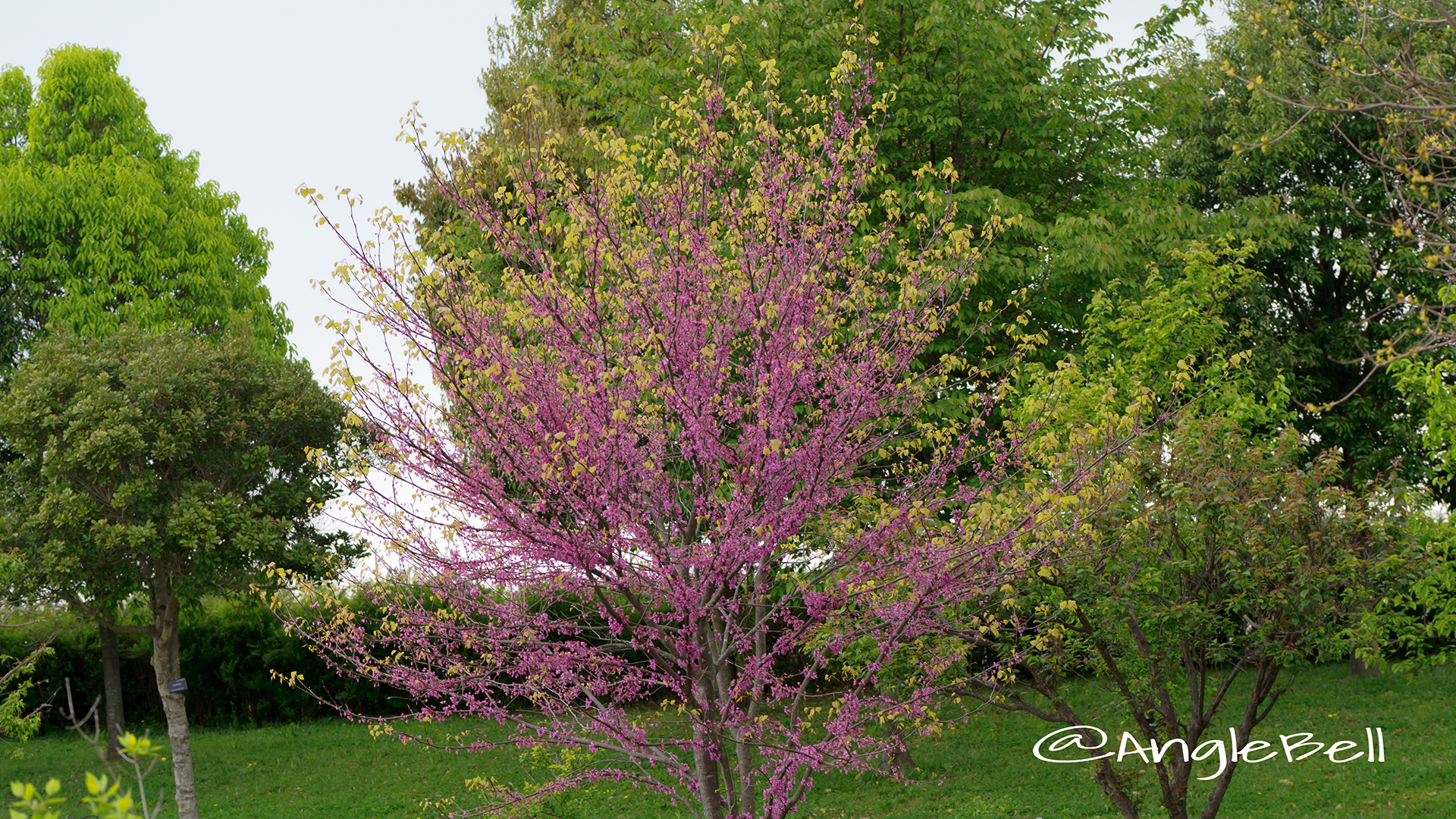 アメリカハナズオウ ハートオブゴールド Flower Photo6 Anglebell Flowers