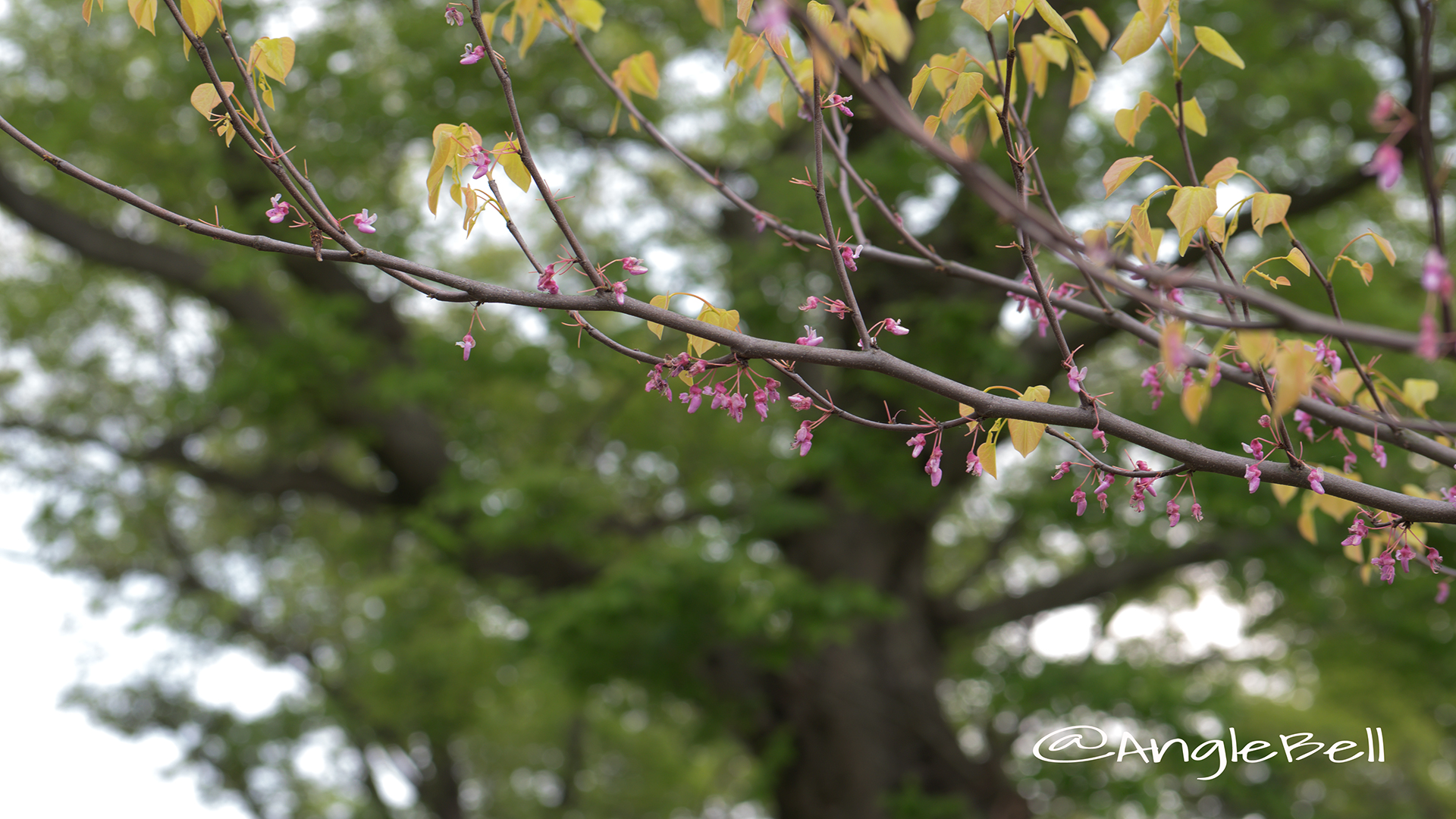 アメリカハナズオウ ハートオブゴールド Flower Photo4