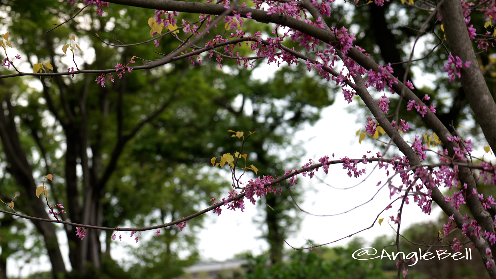 アメリカハナズオウ ハートオブゴールド Flower Photo5