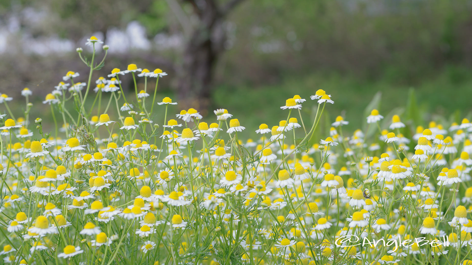 ジャーマンカモミール Flower Photo2