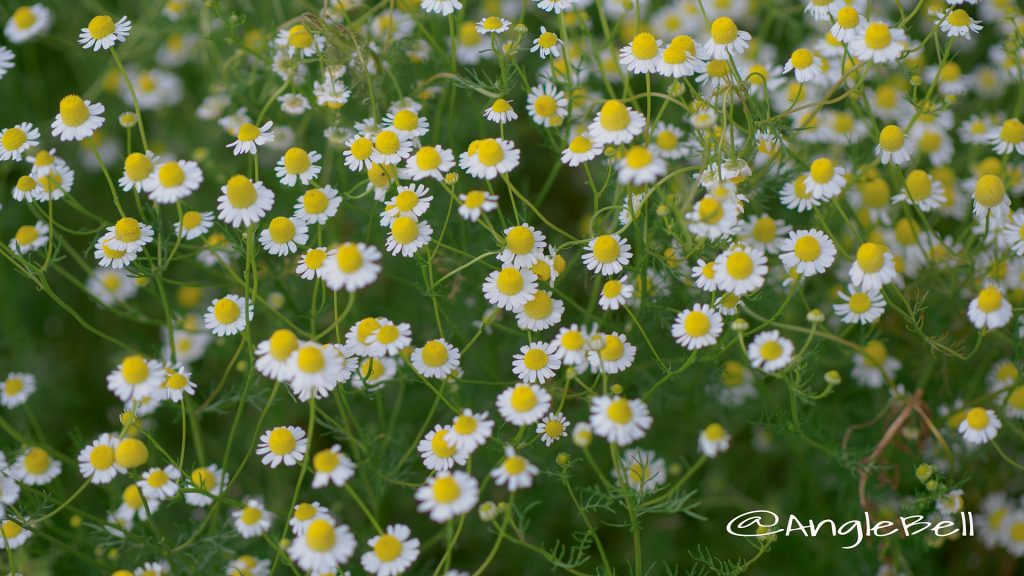 ジャーマンカモミール Flower Photo1