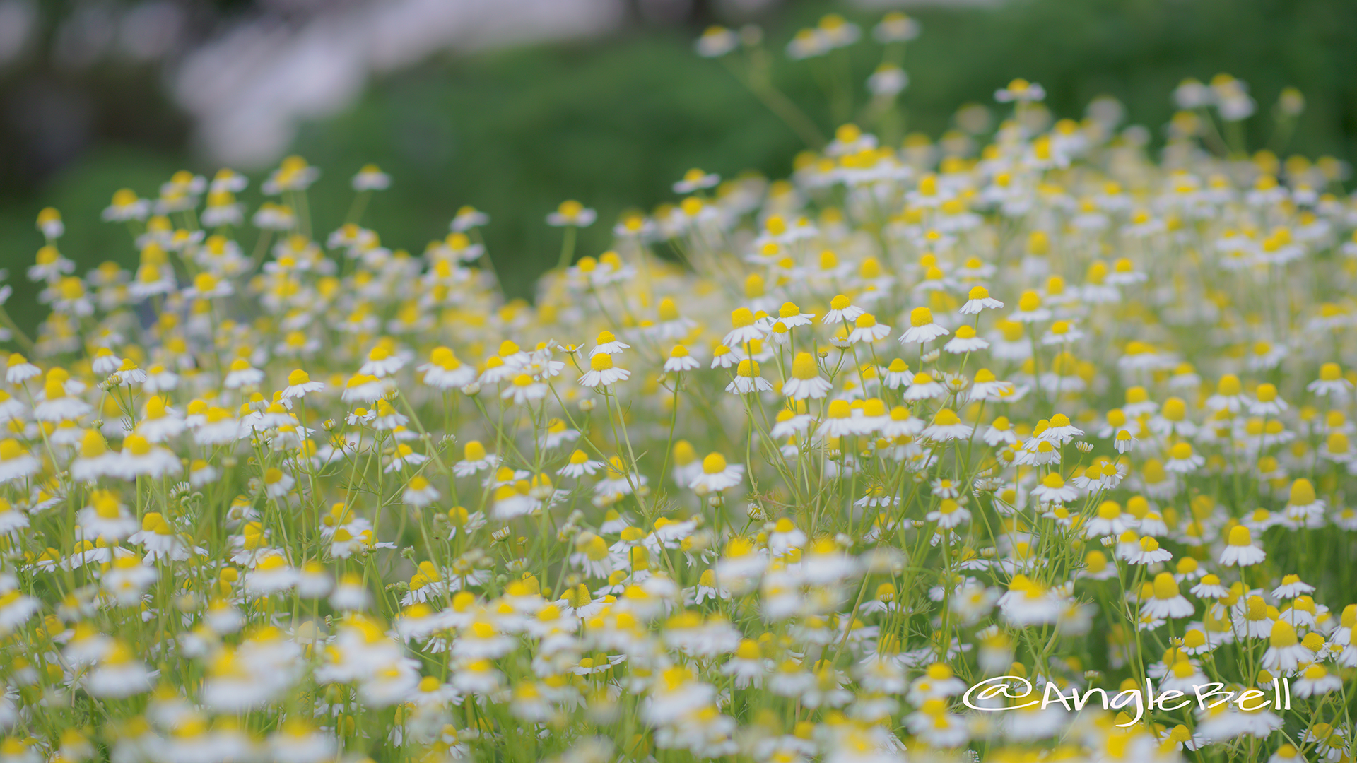 ジャーマンカモミール Flower Photo6