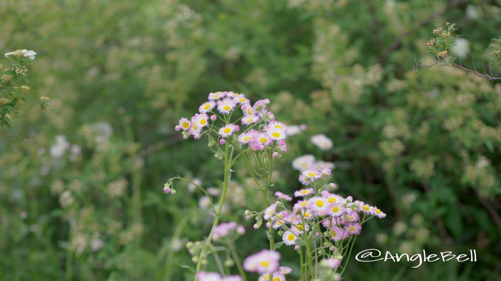 ハルジオン 春紫苑 Flower Photo1
