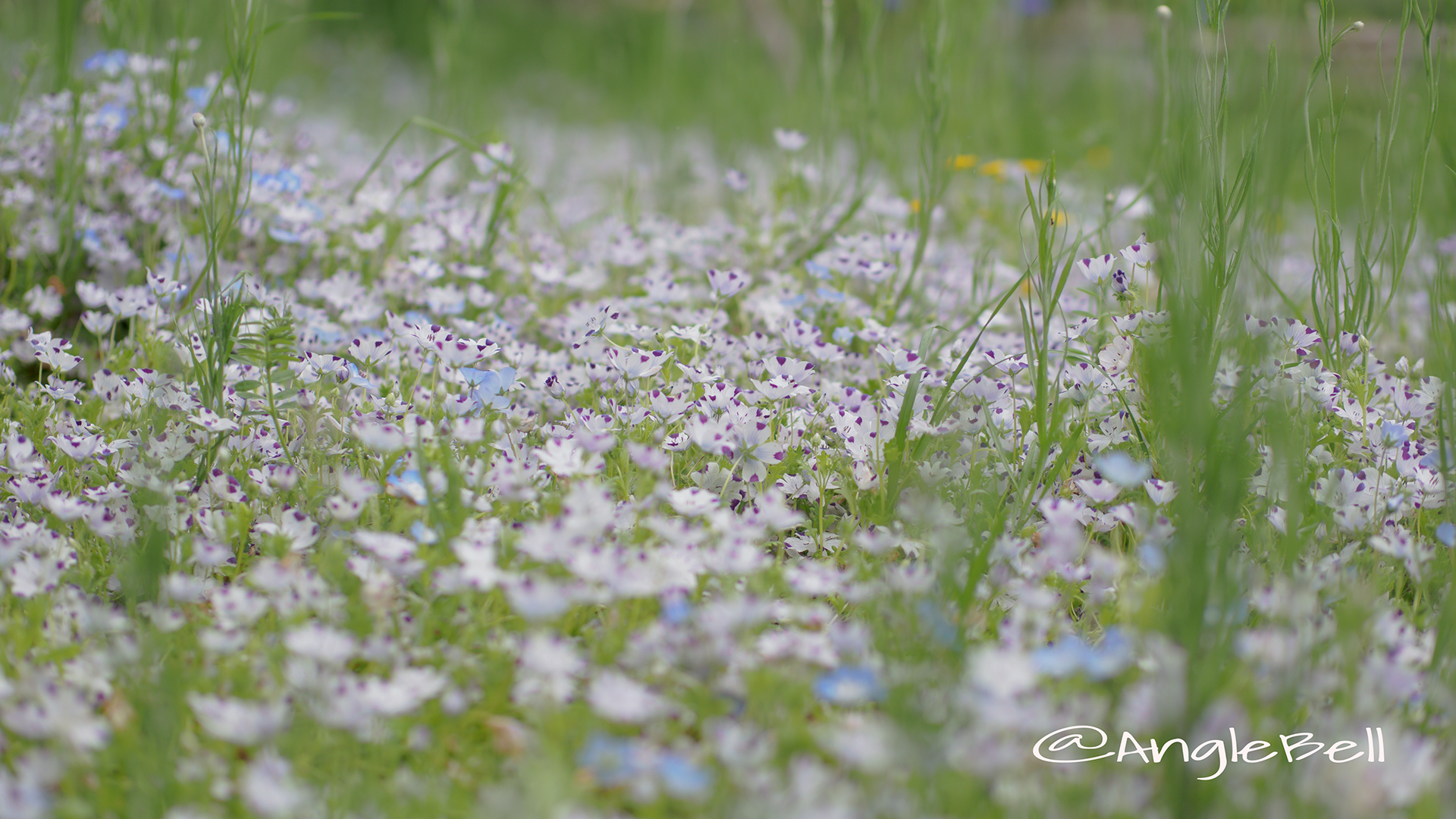 ネモフィラ・マキュラータ Flower Photo3