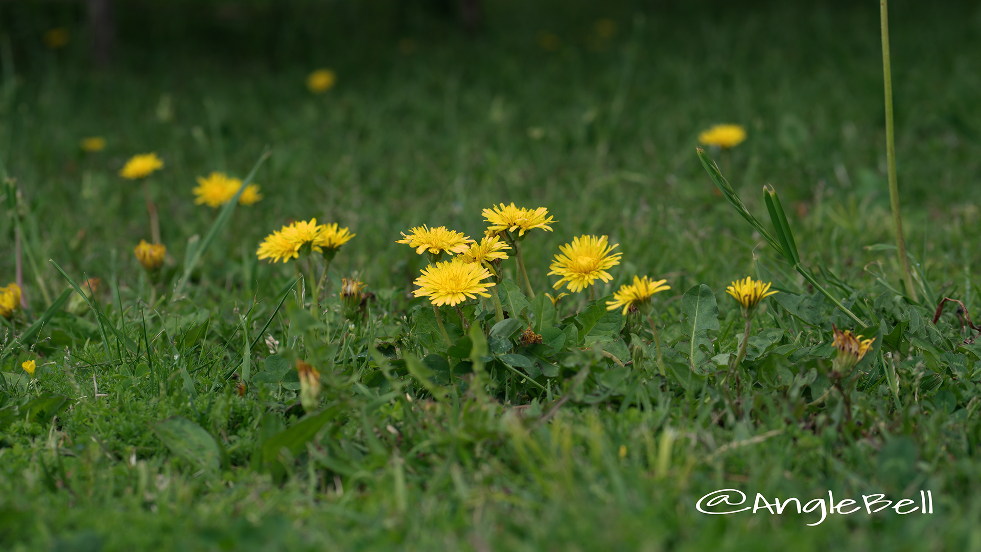 タンポポ 蒲公英 Flower Photo2