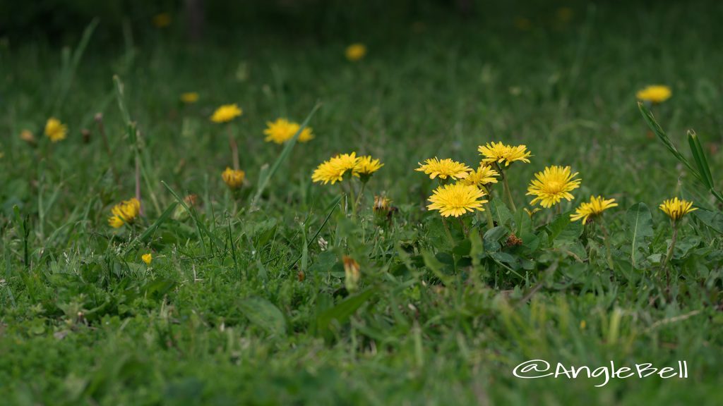 タンポポ 蒲公英 Flower Photo1