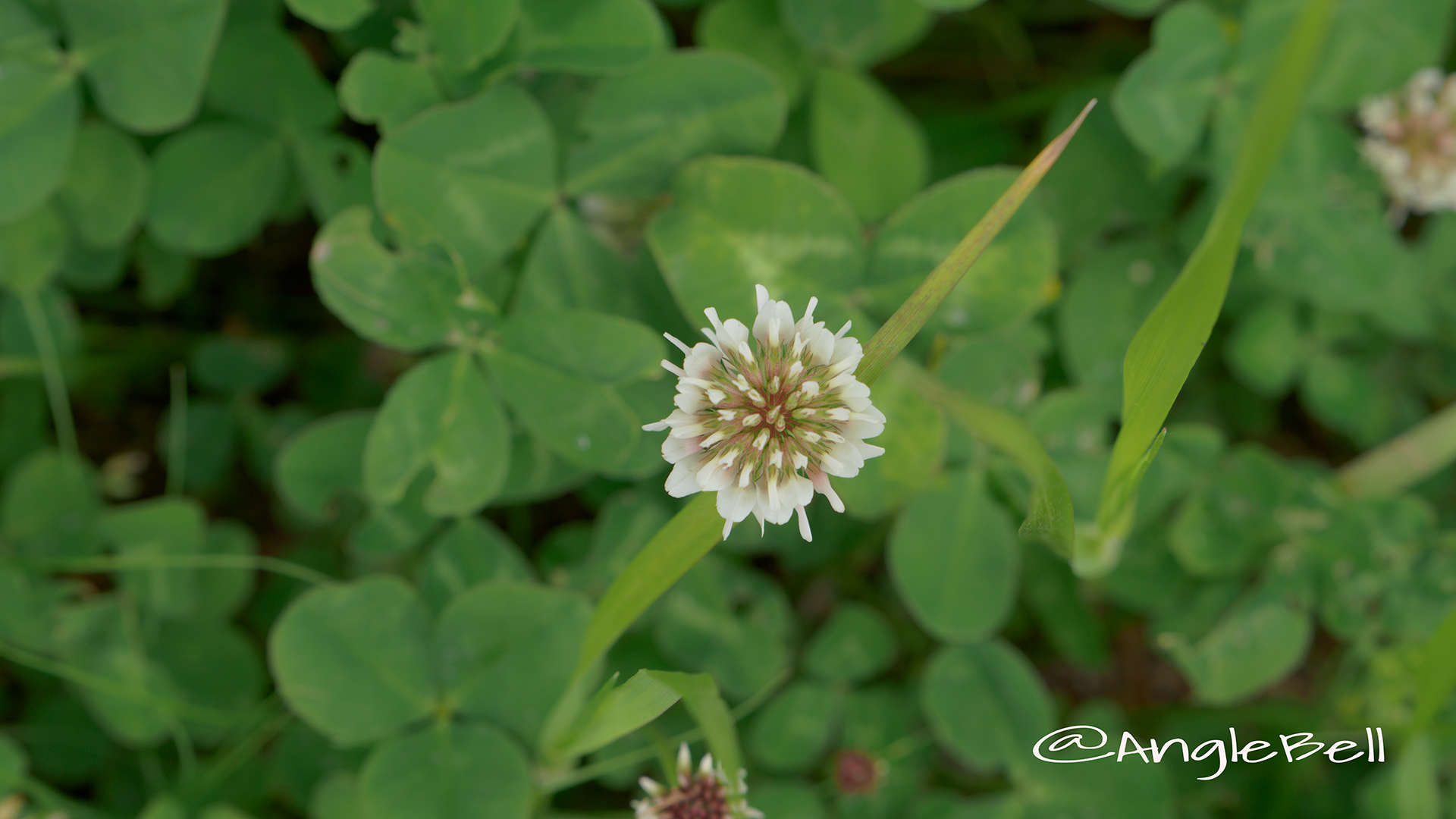 シロツメクサ 白詰草 Flower Photo3