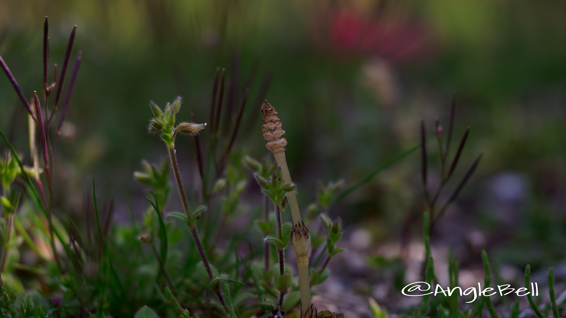 ツクシ 土筆 Flower Photo2