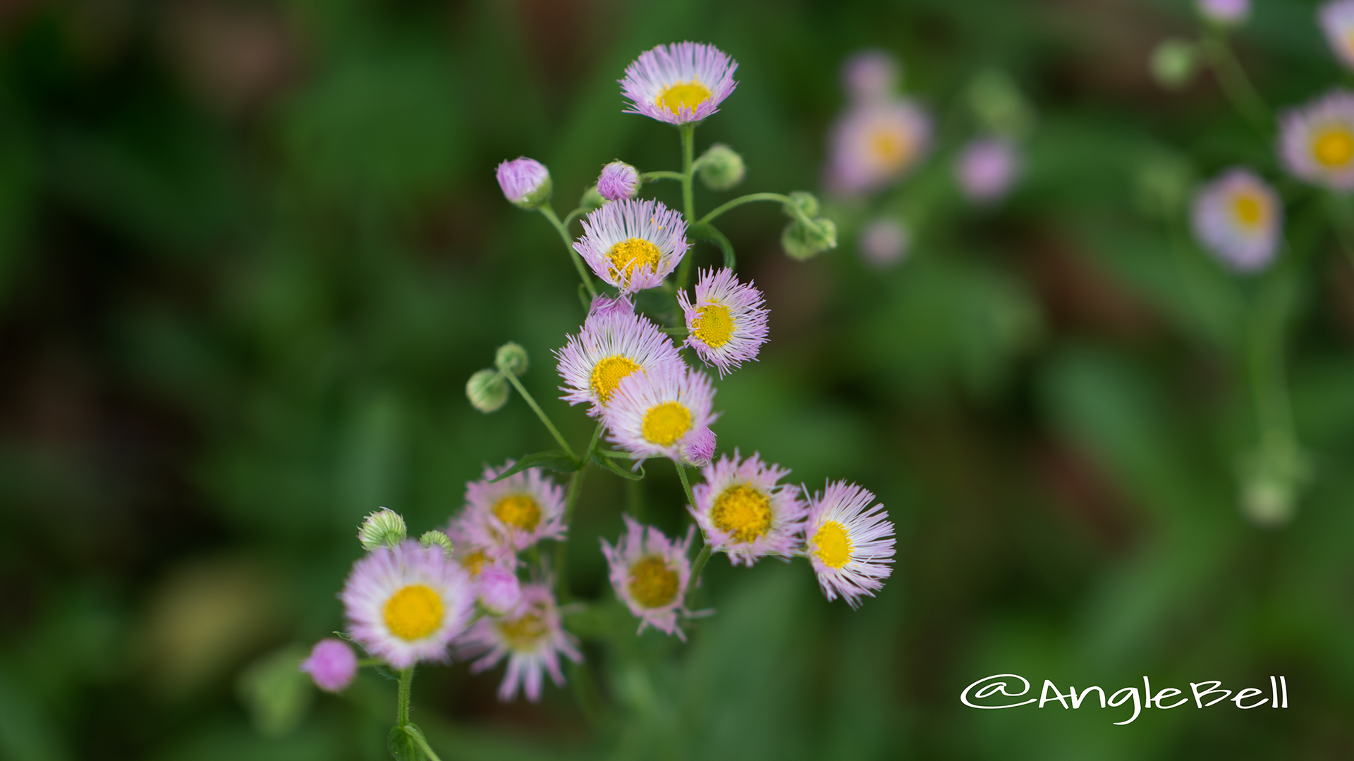 ハルジオン 春紫苑 Flower Photo1