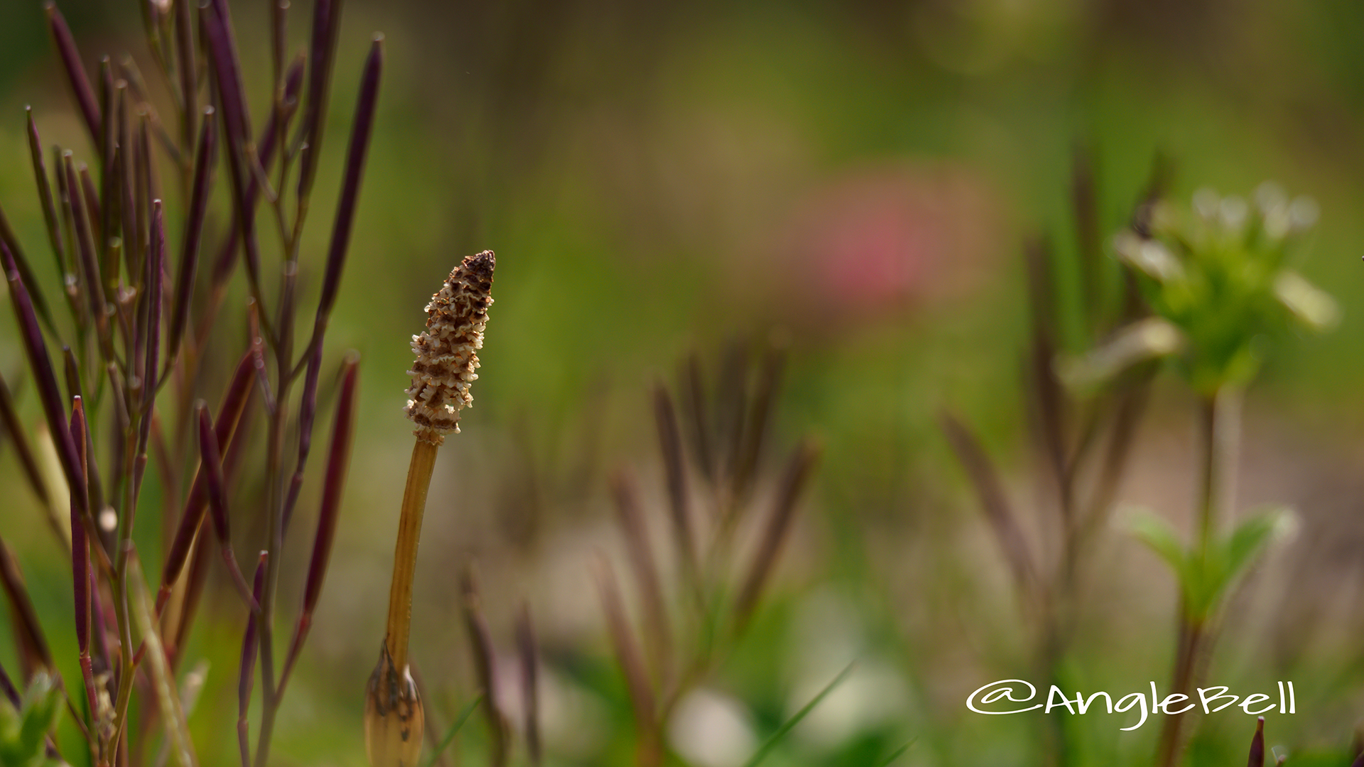 ツクシ 土筆 Flower Photo4