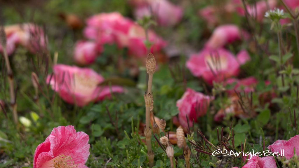 ツクシ 土筆 Flower Photo1
