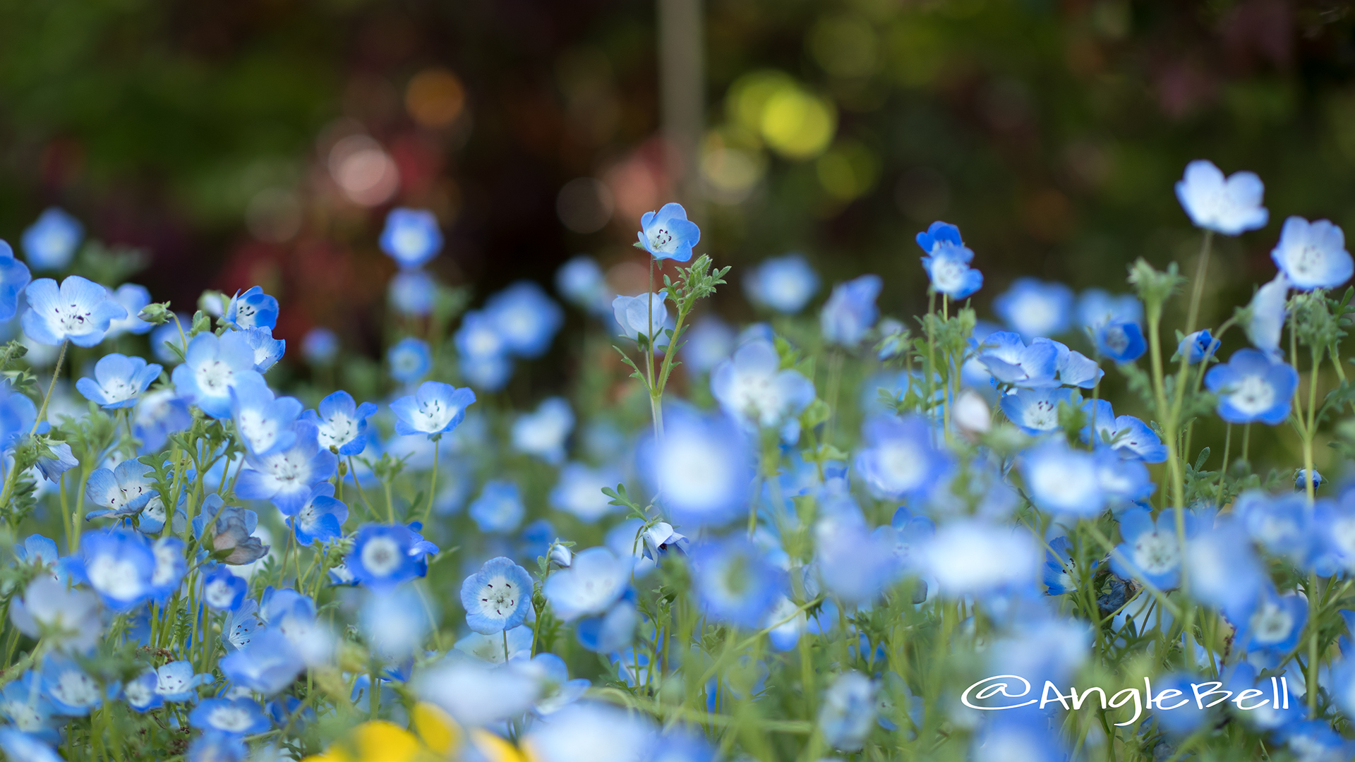 ネモフィラ 瑠璃唐草 Flower Photo6