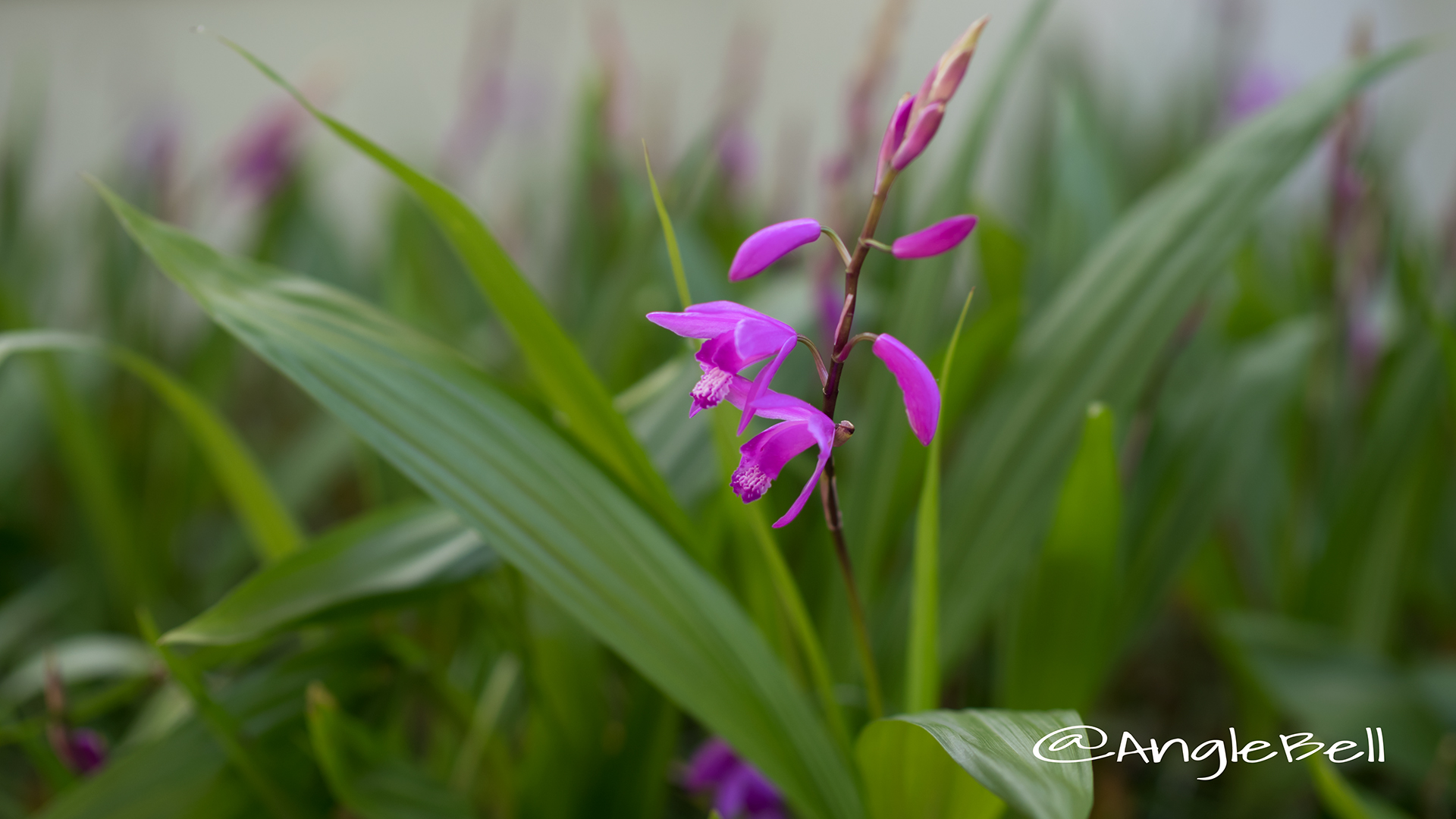 シラン 紫蘭 Flower Photo4