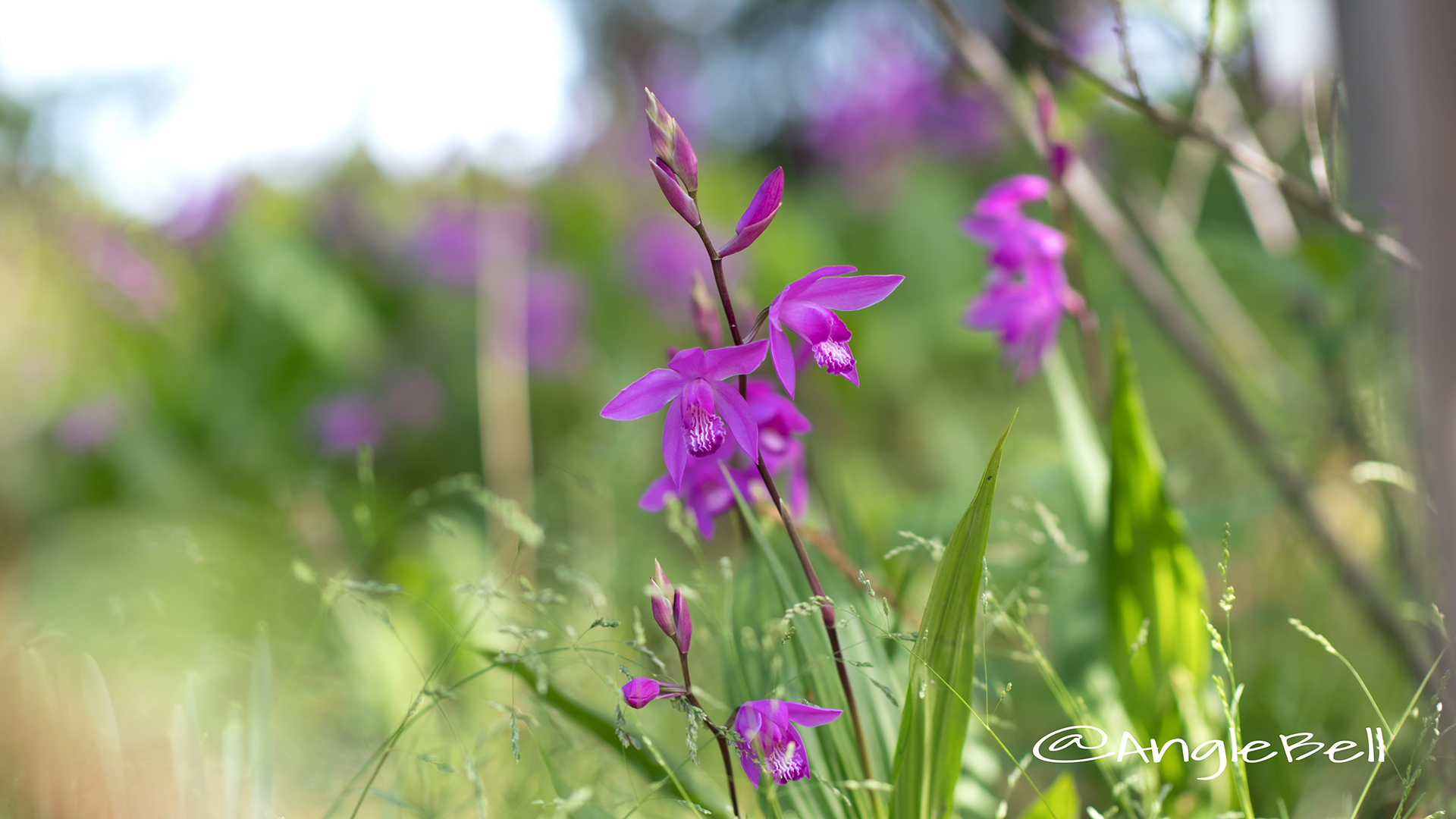 シラン 紫蘭 Flower Photo3