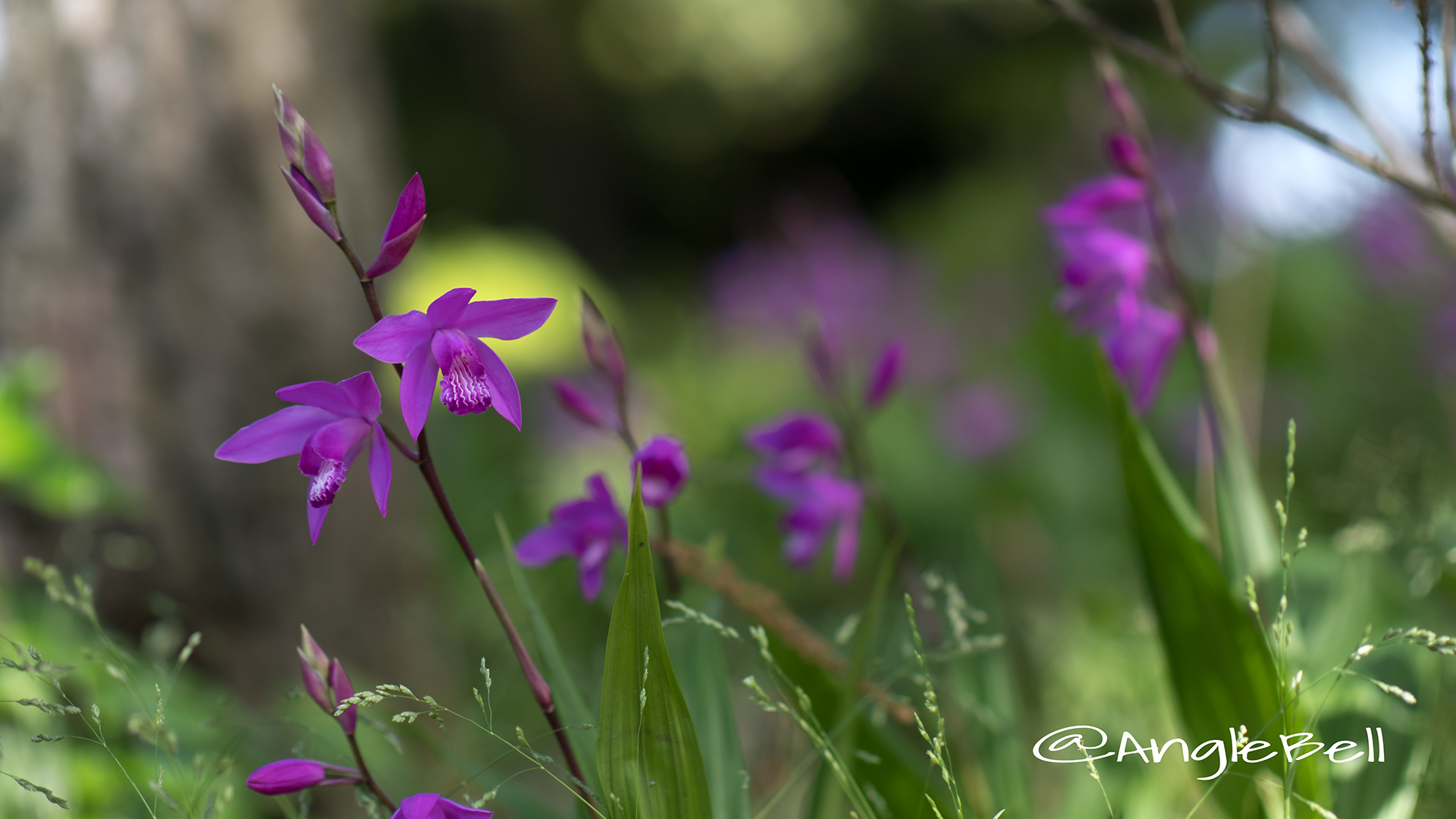 シラン 紫蘭 Flower Photo2