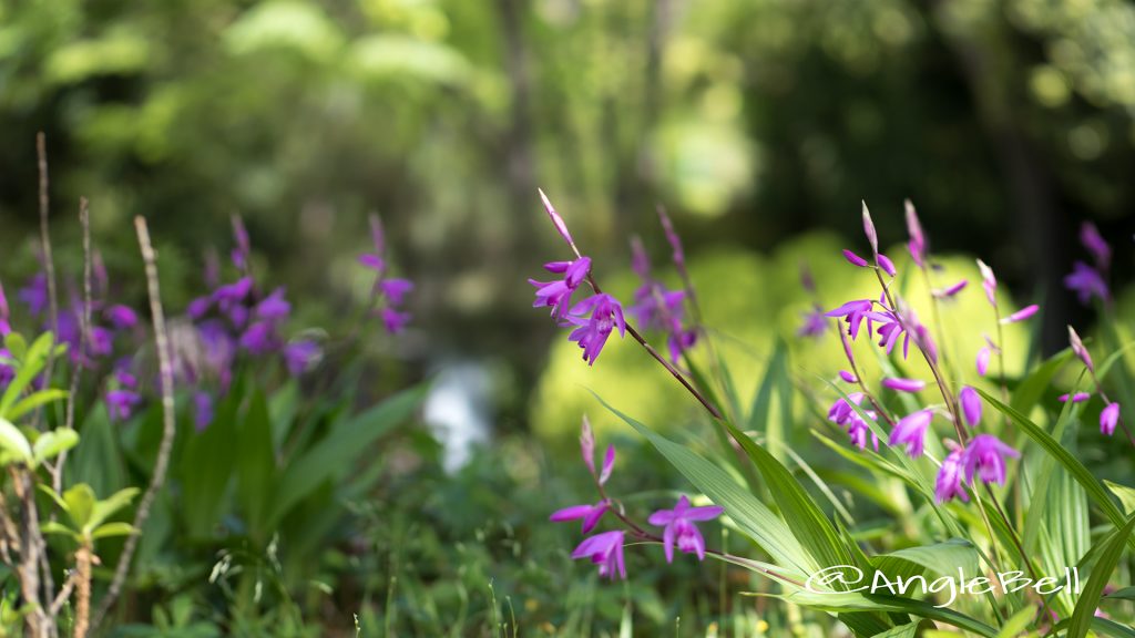 シラン 紫蘭 Flower Photo1