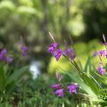 シラン 紫蘭 Flower Photo1