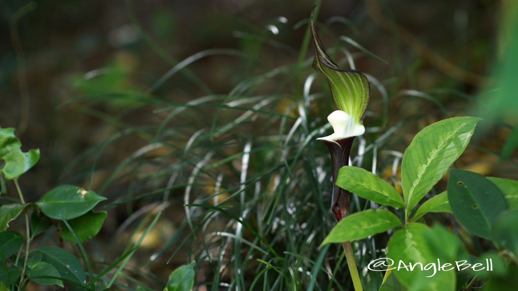 ユキモチソウ 雪餅草 Flower Photo1