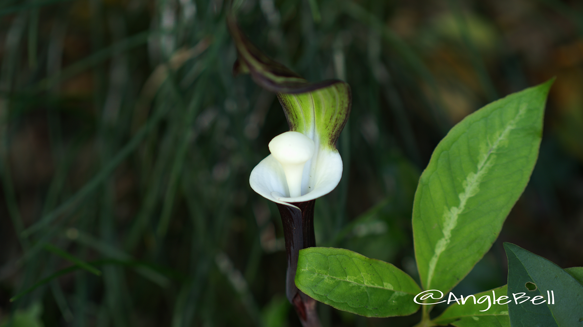 ユキモチソウ 雪餅草 Flower Photo3