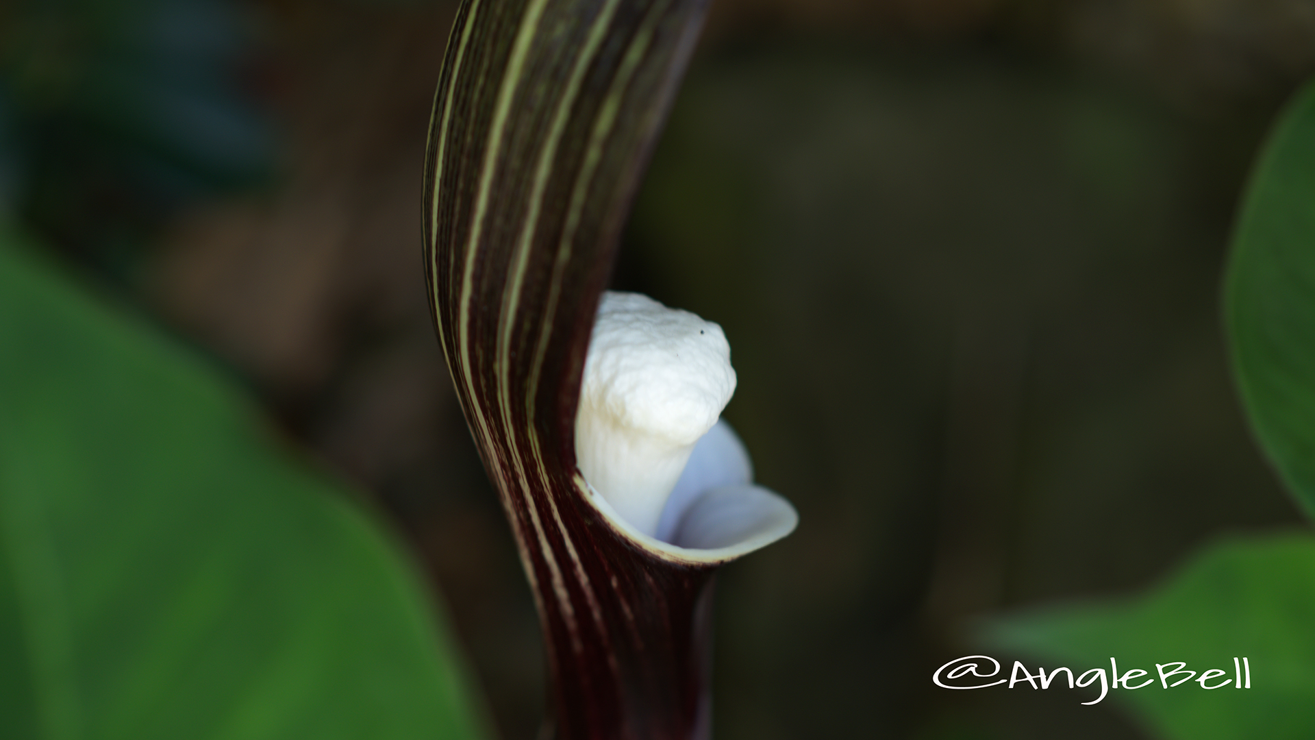 ユキモチソウ 雪餅草 Flower Photo2