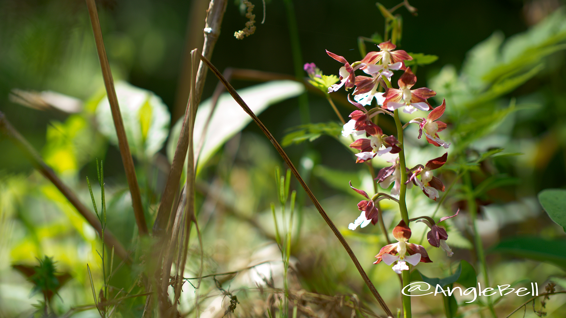 エビネ 海老根 Flower Photo3