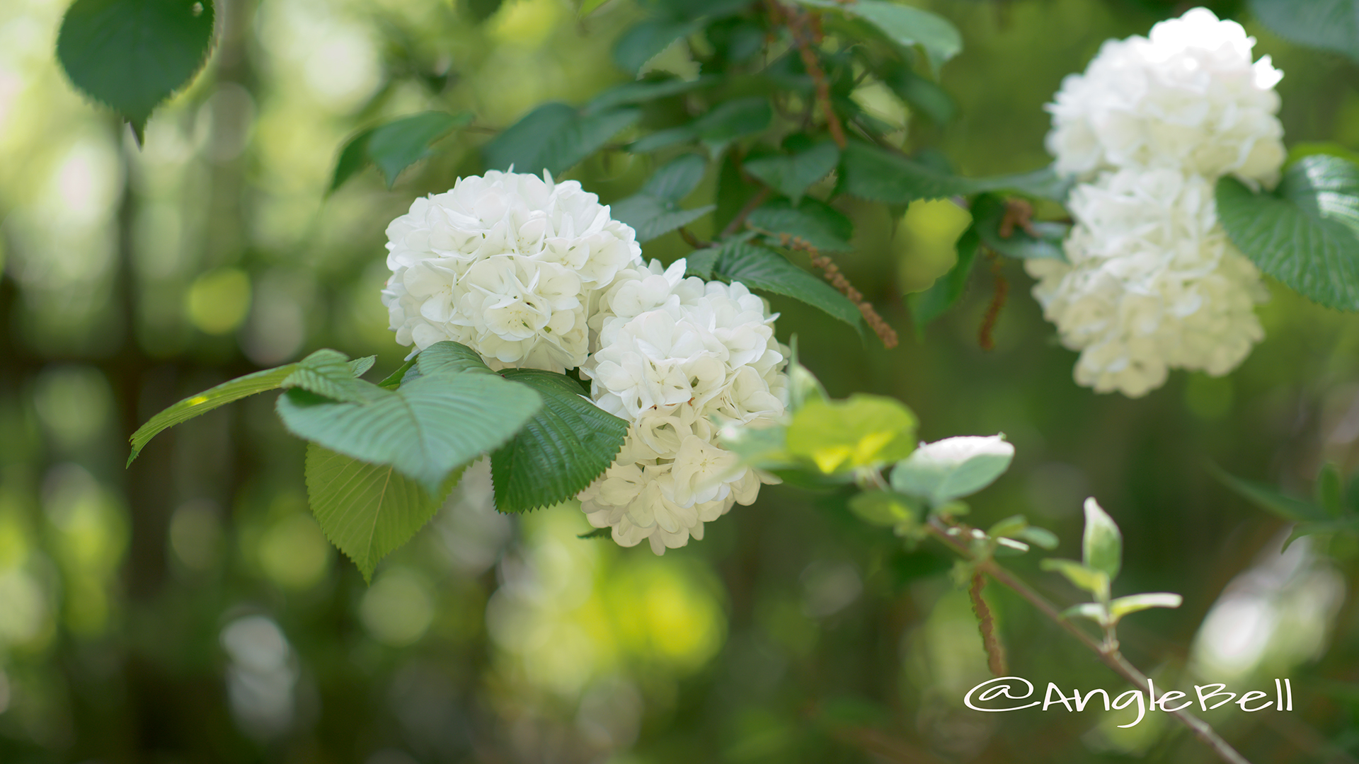 オオデマリ 大手毬 Flower Photo6