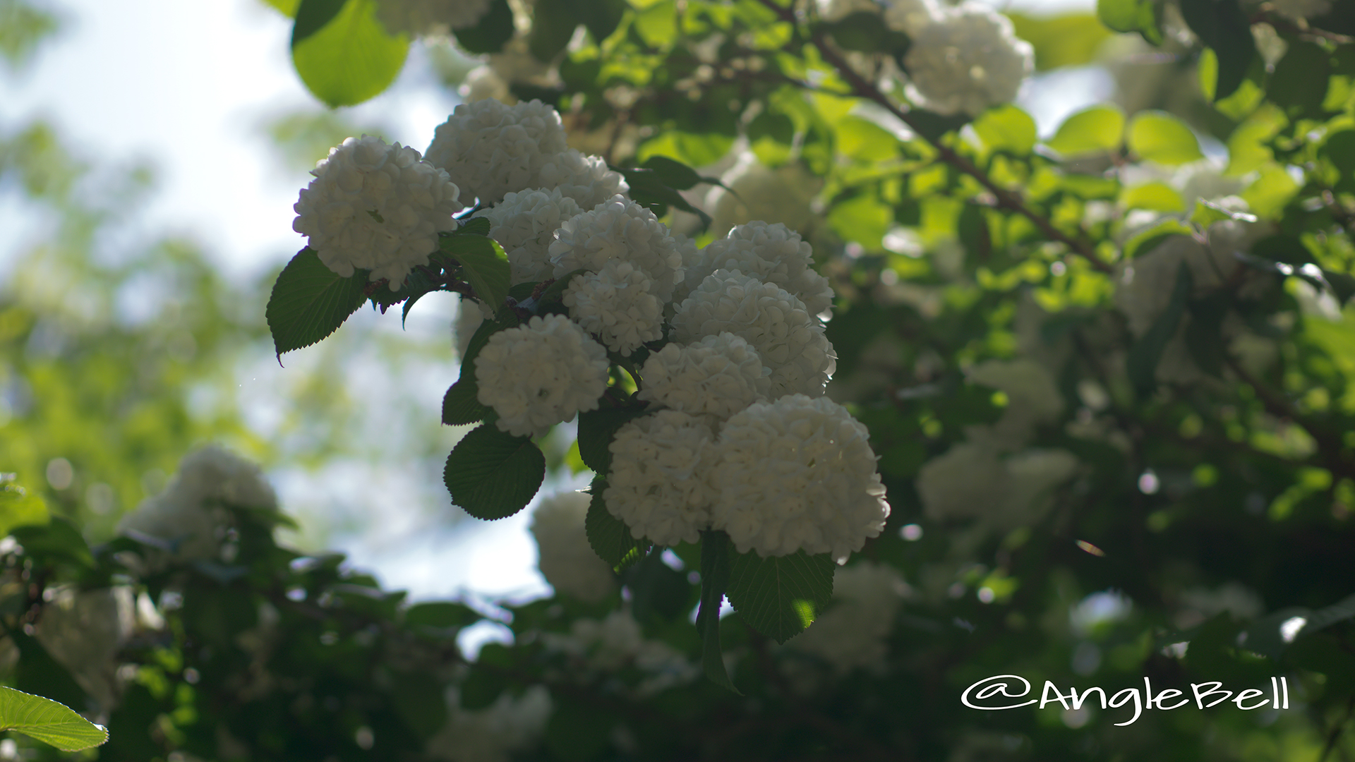 オオデマリ 大手毬 Flower Photo4