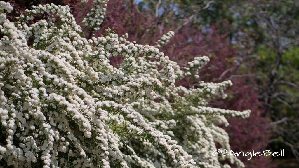 コデマリ 小手毬 Flower Photo1