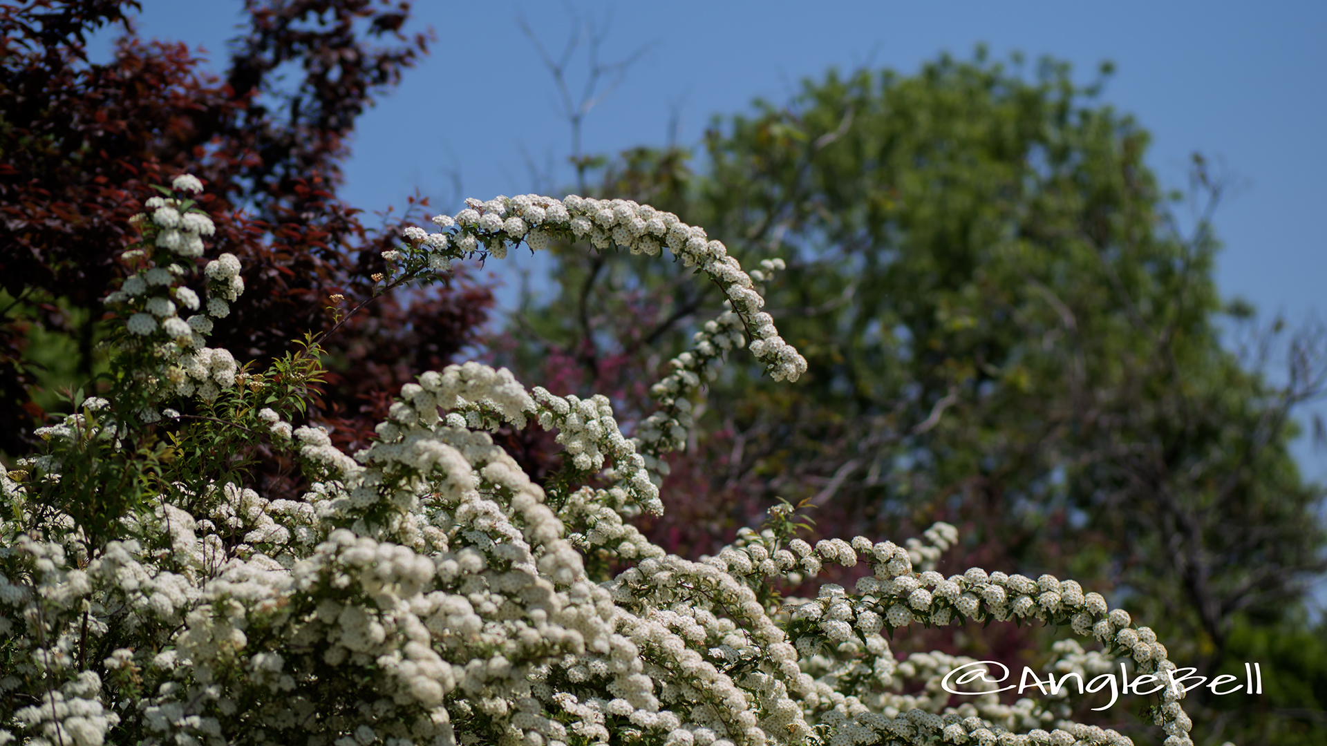 コデマリ 小手毬 Flower Photo4