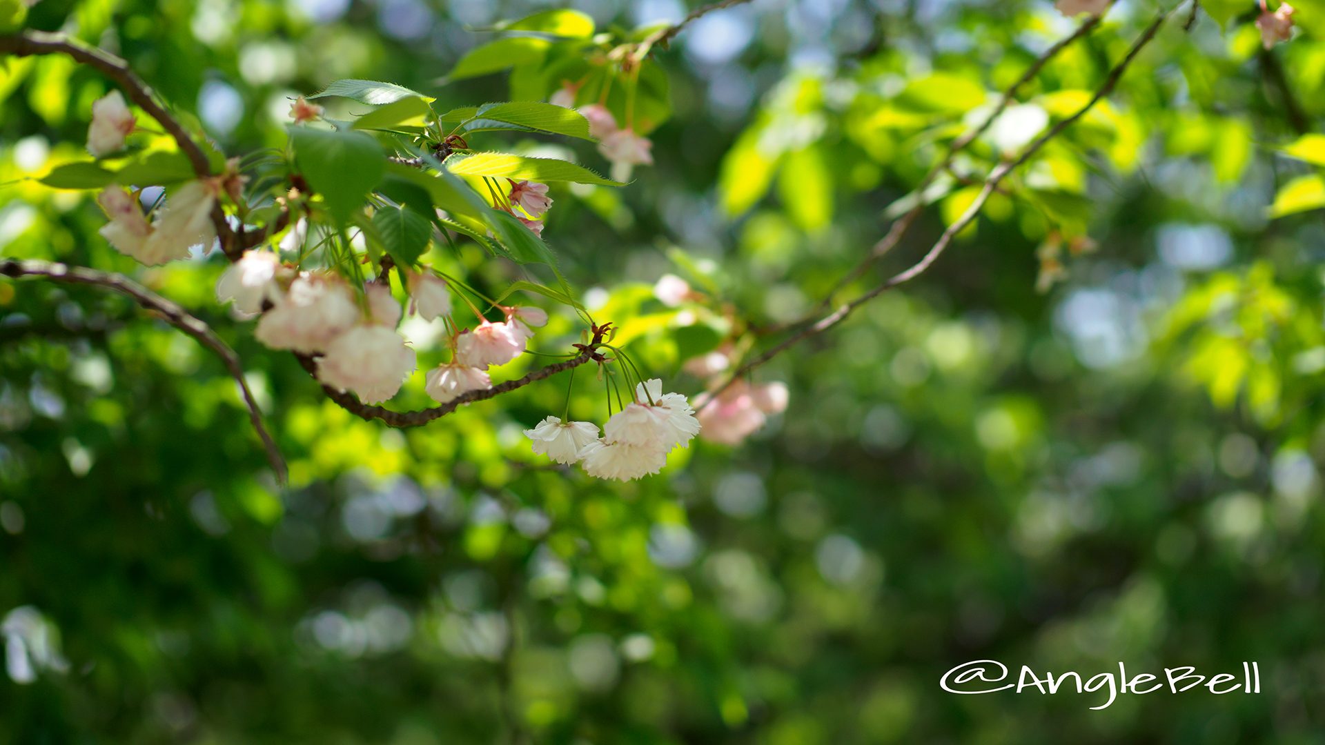 ショウゲツ 松月(八重桜)