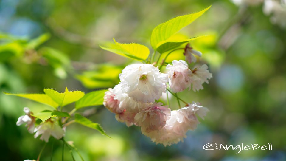 ショウゲツ 松月(八重桜)