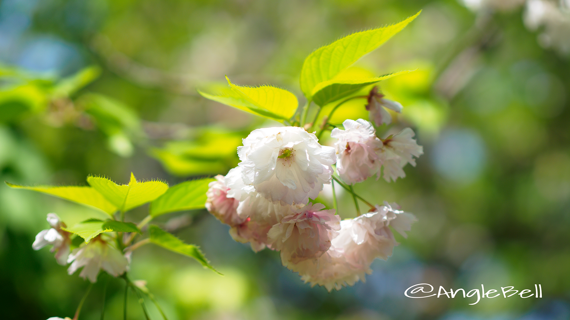 八重桜 松月 Flower Photo2