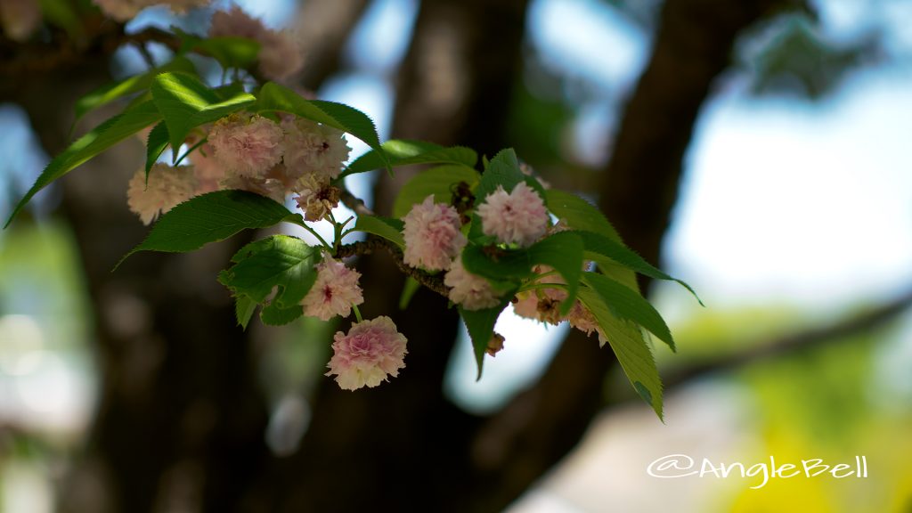 兼六園菊桜 Flower Photo1