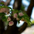 兼六園菊桜 Flower Photo1