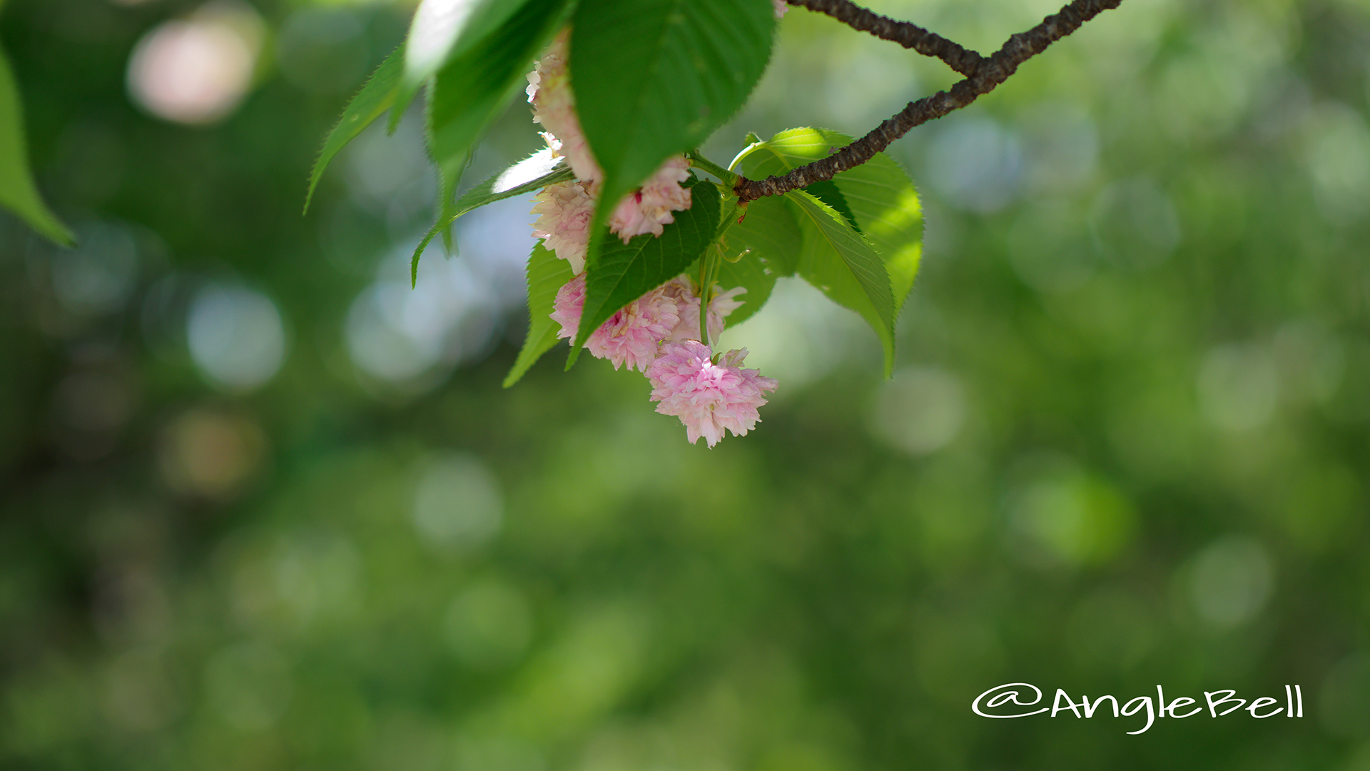 兼六園菊桜 Flower Photo3