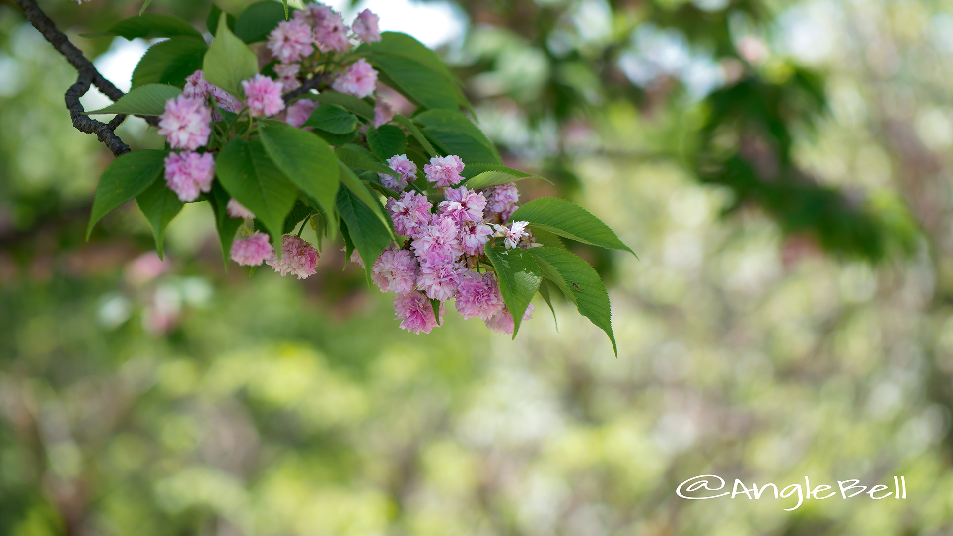 兼六園菊桜 Flower Photo2