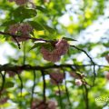 カンザン 関山(八重桜) Flower Photo1