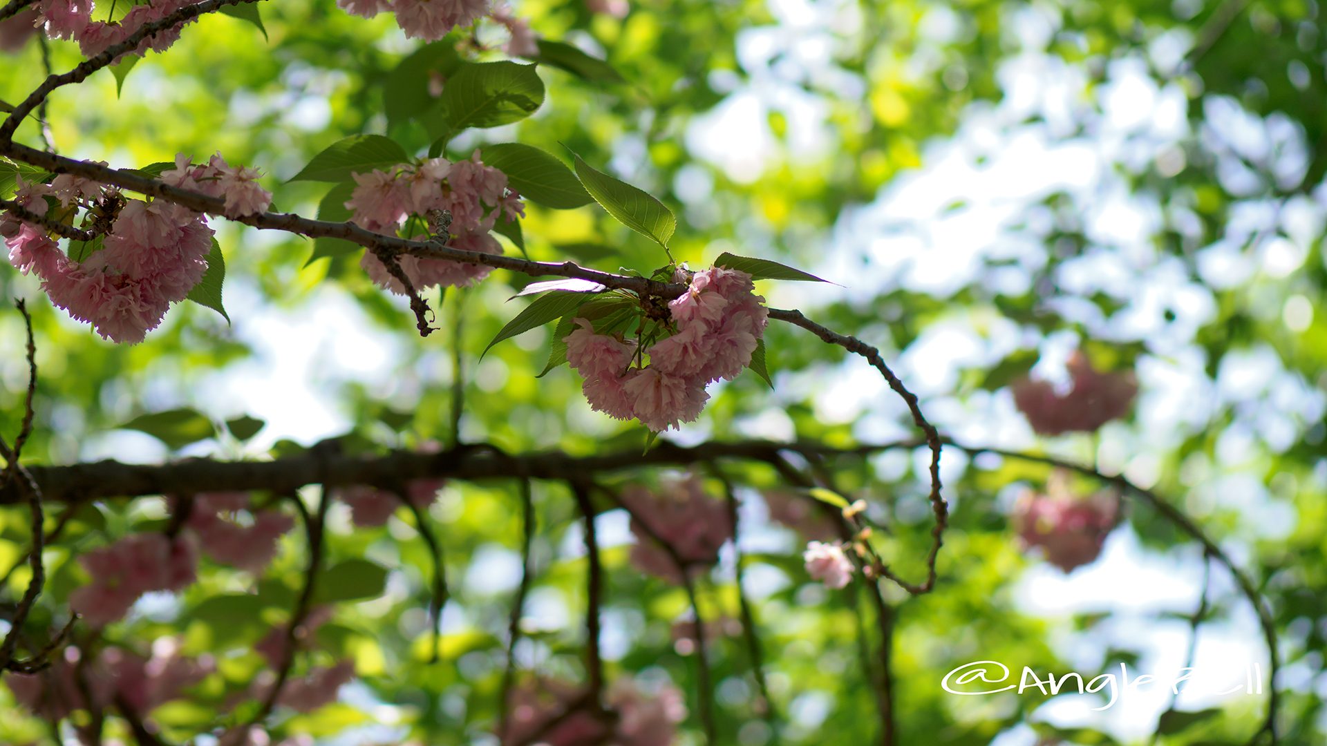 カンザン 関山(八重桜)