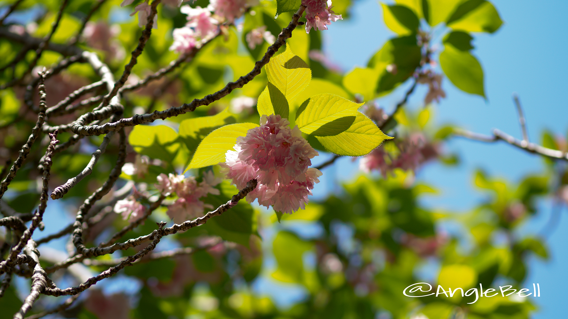 カンザン 関山(八重桜) Flower Photo2