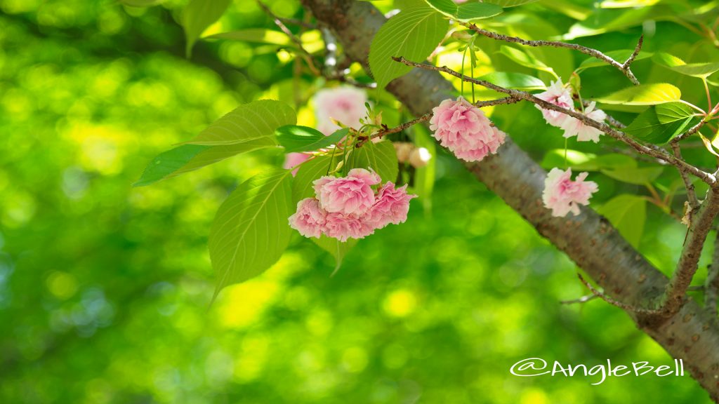 フゲンゾウ 普賢象(八重桜) Flower Photo1