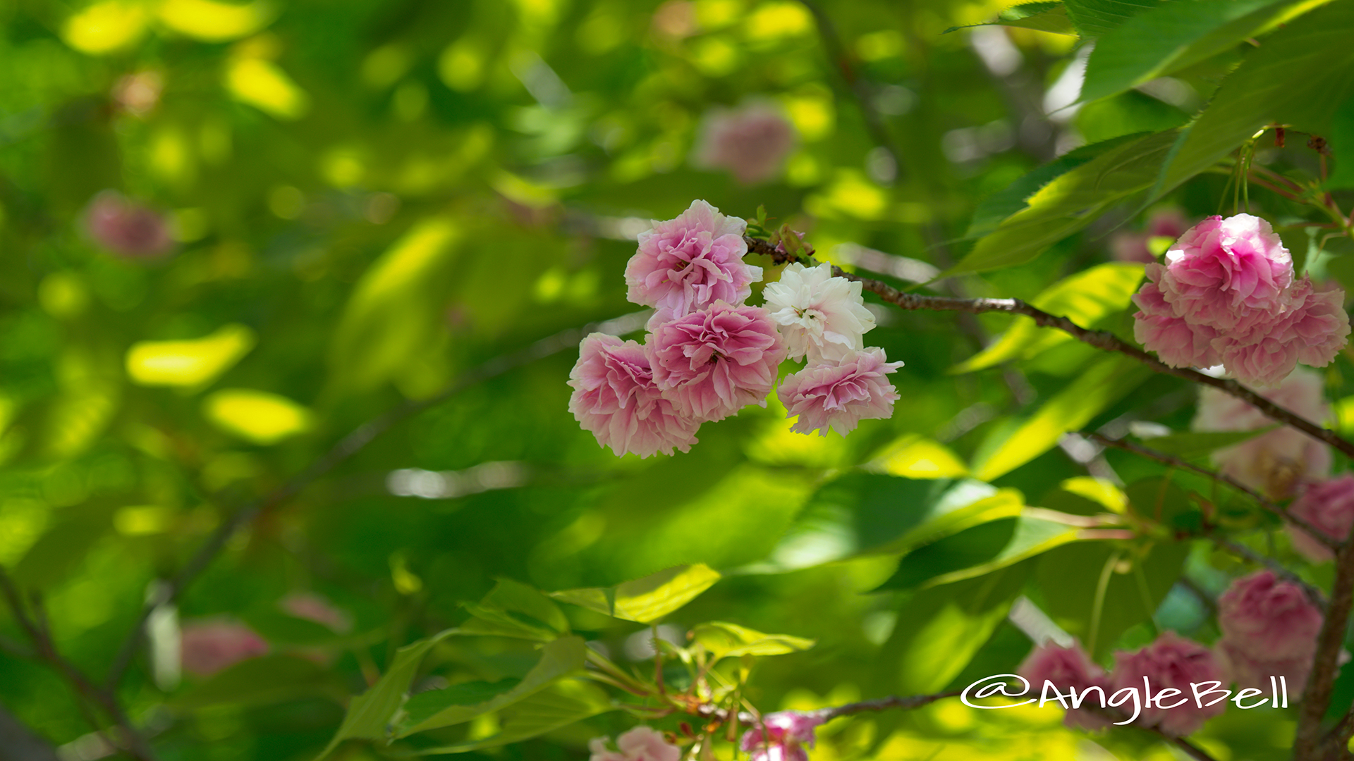 フゲンゾウ 普賢象(八重桜) Flower Photo2