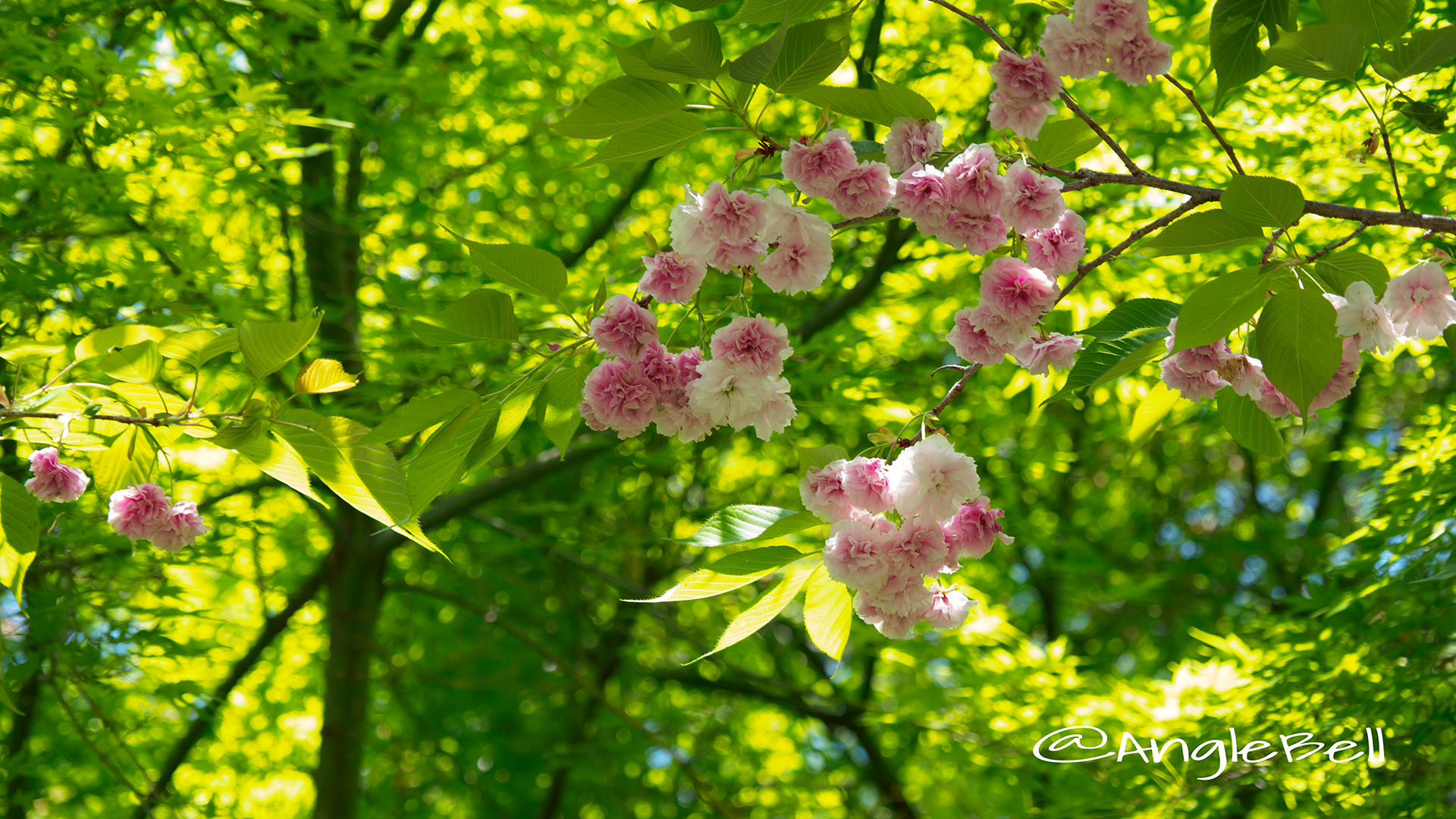 フゲンゾウ 普賢象(八重桜) Flower Photo3