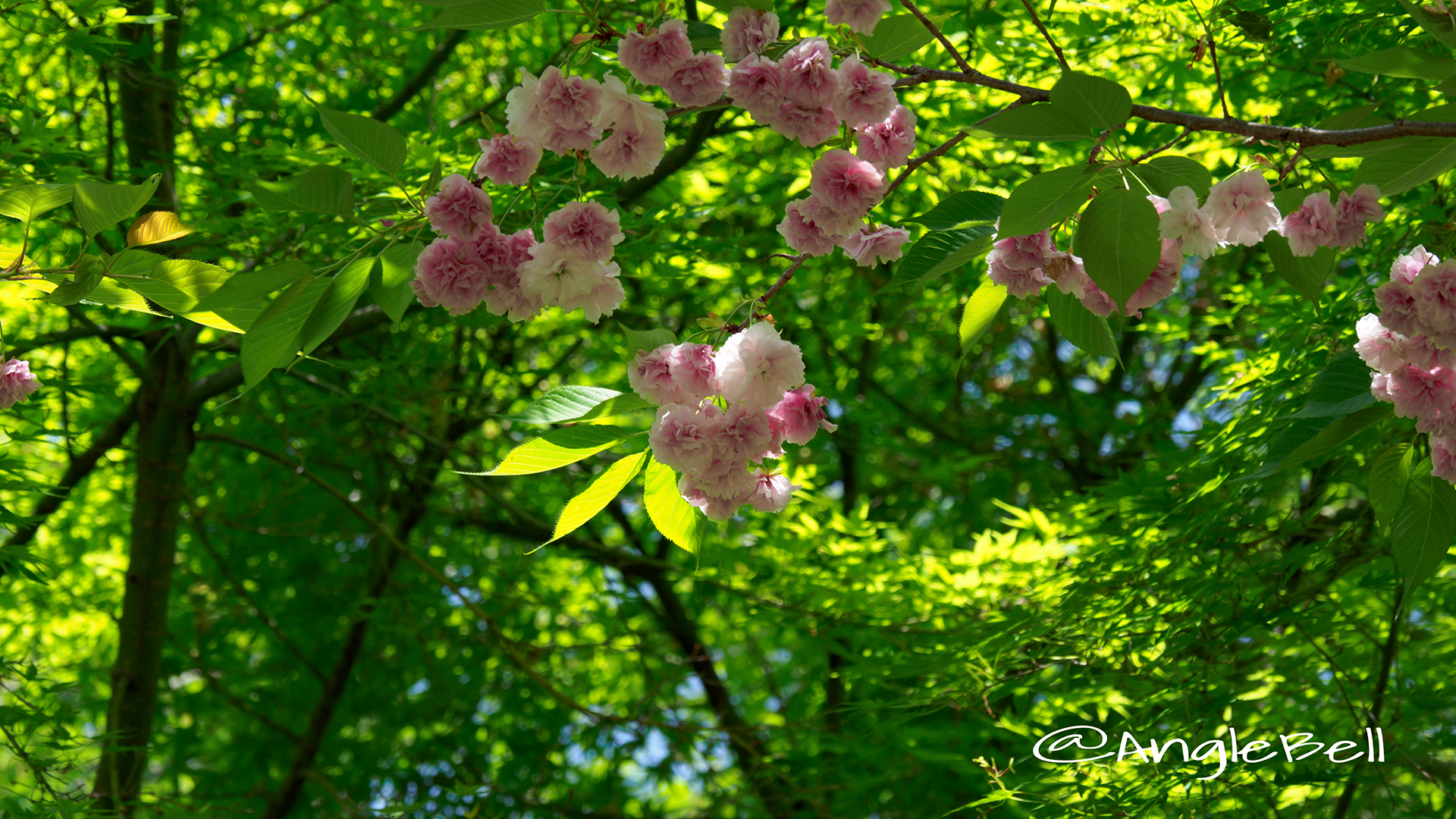 フゲンゾウ 普賢象(八重桜) Flower Photo4